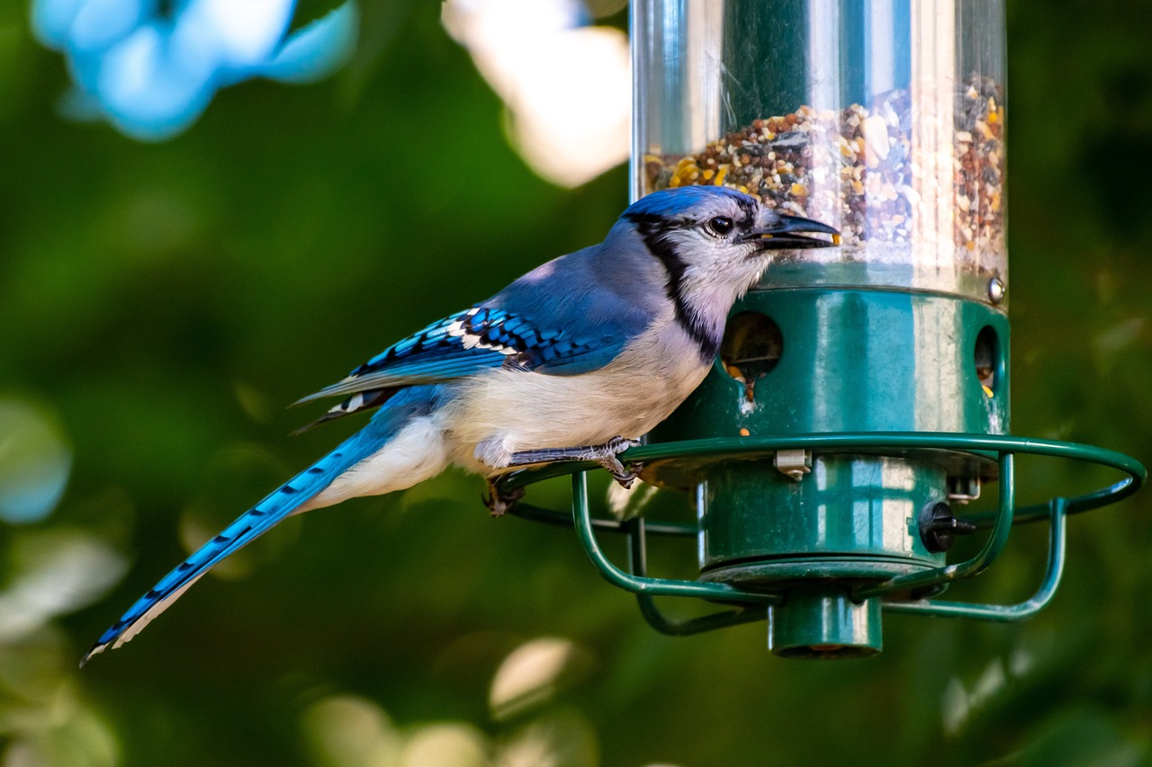 Making DIY Bird Feeders with the Kids